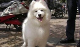 爆料三只萨摩耶视频,温馨互动萌翻网友